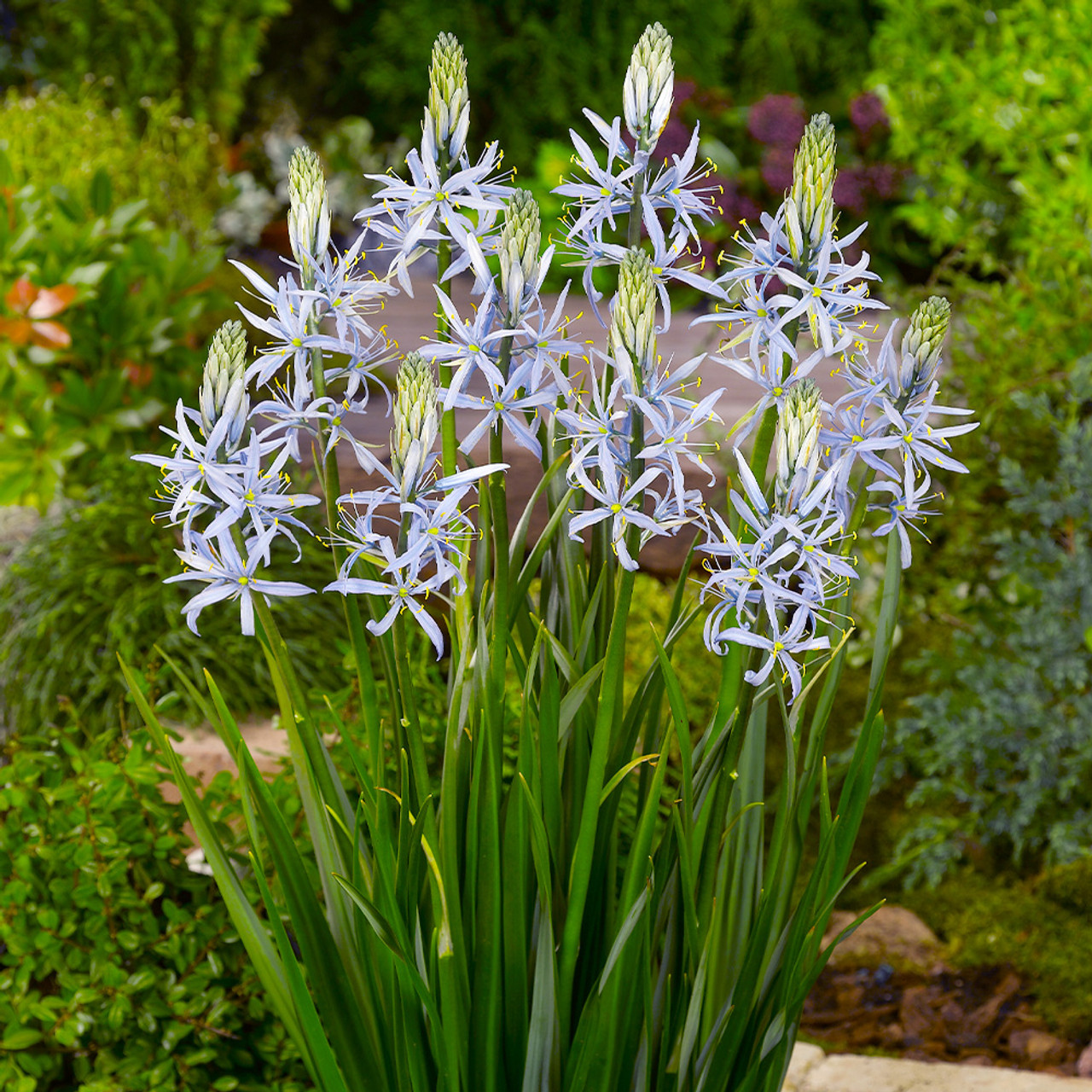 Camassia cusickii